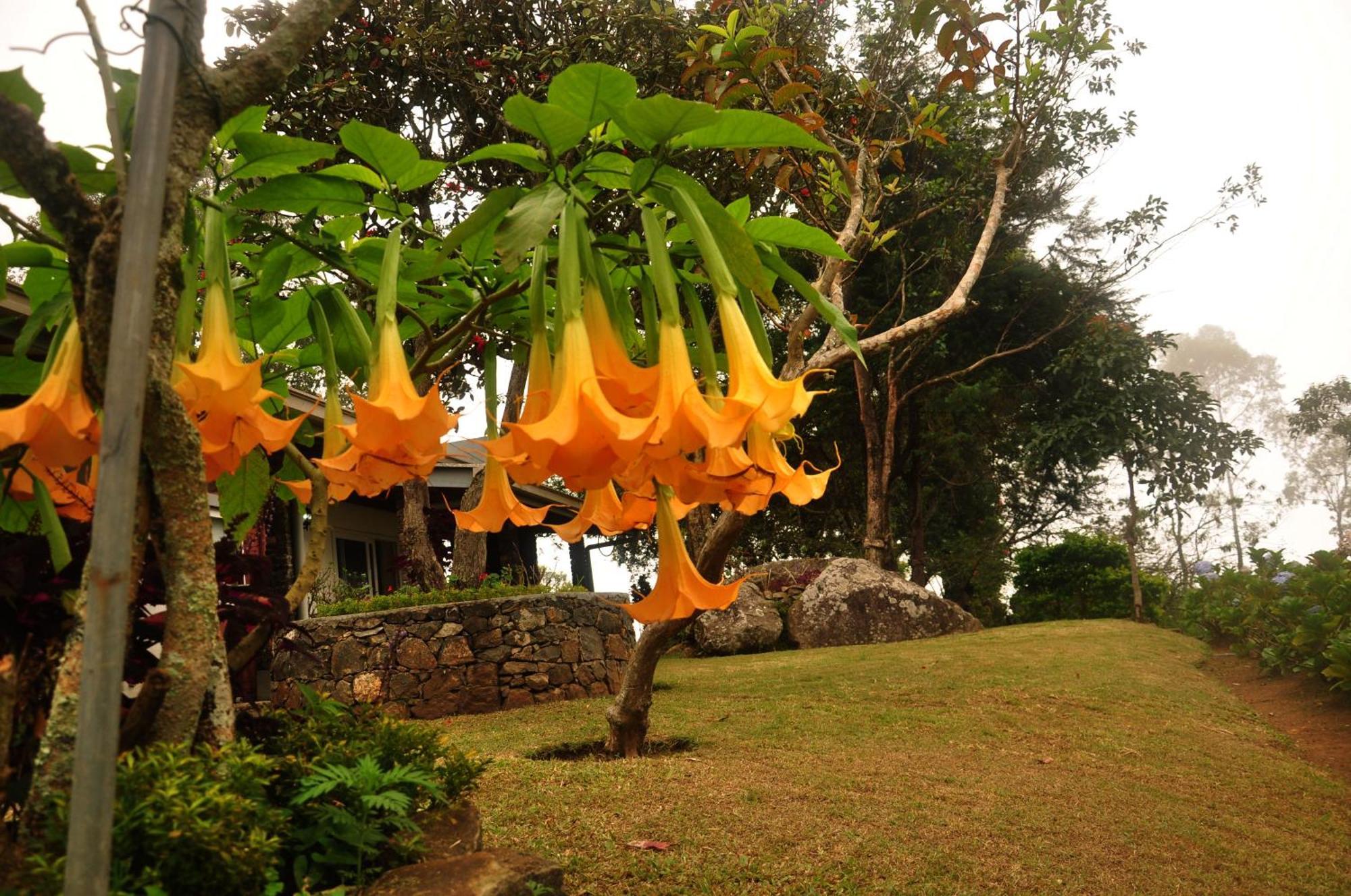 Clouds Holiday Bungalow Haputale Bagian luar foto